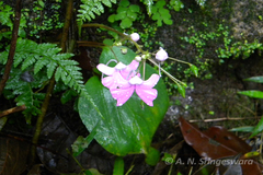 Impatiens acaulis var. granulata